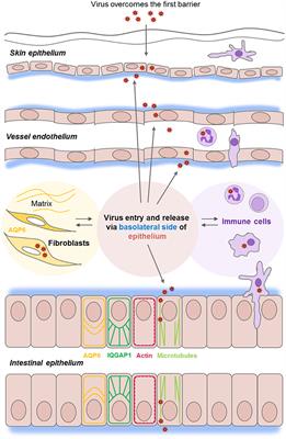 Perturbation of Wound Healing, Cytoskeletal Organization and Cellular Protein Networks during Hazara Virus Infection